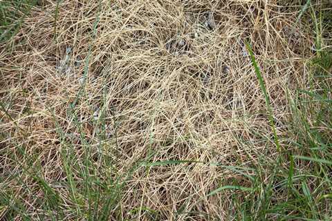 Identifying Signs of Over-Watering Your Lawn After Fertilization