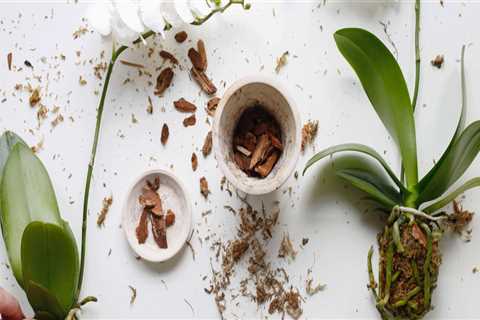 Signs Your Orchid Needs Repotting: Essential Orchid Care Tips