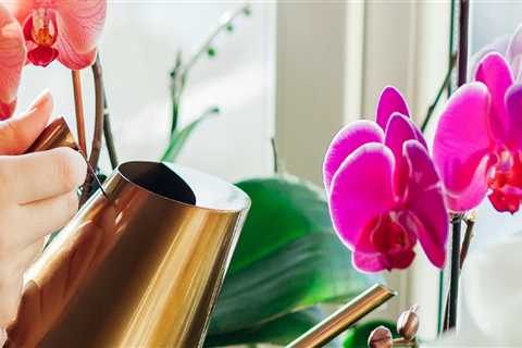 Essential Orchid Care Tips: Mastering the Art of Watering Your Orchids