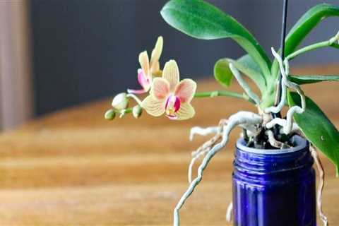 Essential Tips for Growing Orchids Indoors Successfully