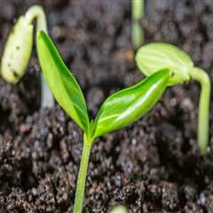 Effective Methods for Testing and Improving Soil Fertility