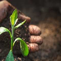 Understanding the Impact of Organic Matter on Soil Fertility Improvement