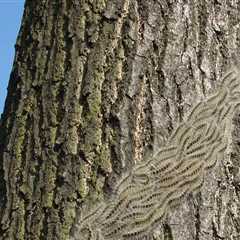 Identifying Pest Infestation in Tree Branches: Signs and Solutions