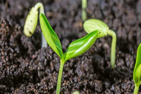 Effective Methods for Testing and Improving Soil Fertility