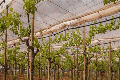 Navigating Crop Failures in Grape Farming: Strategies and Solutions