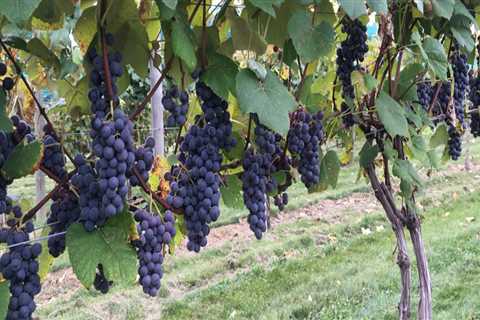 Navigating Regulations and Certifications for Grape Farming in the U.S.
