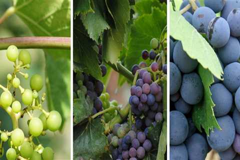 Understanding the Maturation Process of Grape Vines in Grape Farming