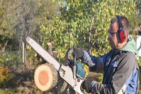 Finding a Trusted Tree Branch Removal Service: A Step-by-Step Guide