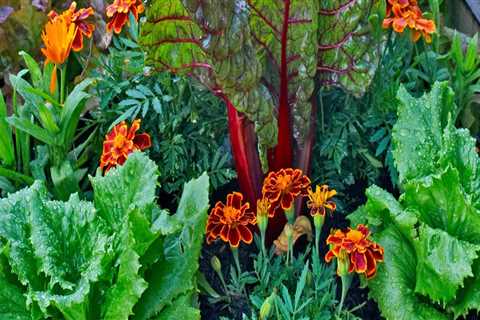 Effective Strategies for Attracting Pollinators to Your Garden