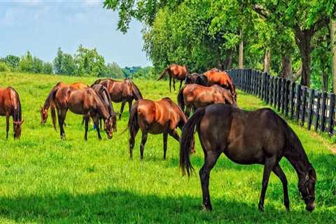 Identifying Signs of Poor Pasture Management for Healthier Livestock