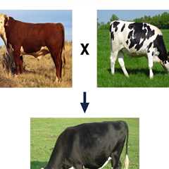 Understanding Outbreeding in Animal Breeding: Benefits and Applications
