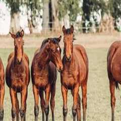 The Impact of Cloning on Animal Breeding Practices