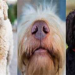 Understanding the Differences Between Purebred and Mixed Breed Animals