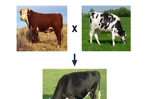 Understanding Outbreeding in Animal Breeding: Benefits and Applications