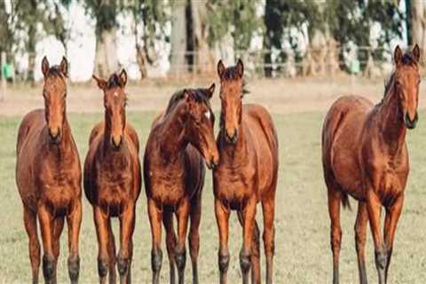 The Impact of Cloning on Animal Breeding Practices