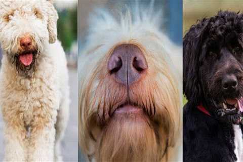 Understanding the Differences Between Purebred and Mixed Breed Animals