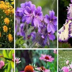 Exploring Popular Perennials for Ornamental Gardening
