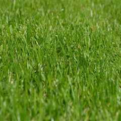 Enhance Your Lawn with Expert Aeration Services in Northern VA