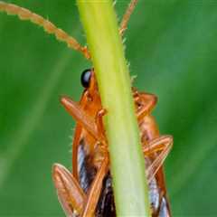 Maintain a Vibrant Lawn with Omega Pest Solutions