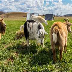 Understanding the Role of Animal Husbandry in Sustainable Agriculture