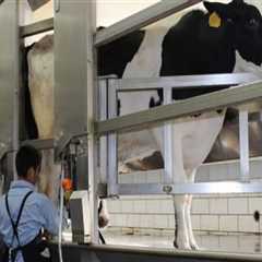 Understanding the Differences Between Organic and Conventional Dairy Farming