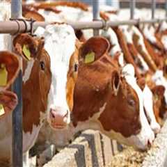 Effective Animal Husbandry Techniques for Disease Prevention