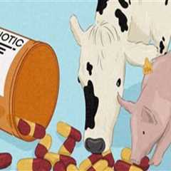 The Role of Antibiotics and Hormones in Modern Animal Husbandry Practices