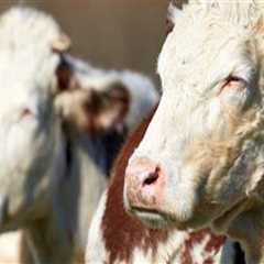 The Impact of Climate Change on Animal Husbandry Practices