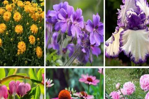 Exploring Popular Perennials for Ornamental Gardening