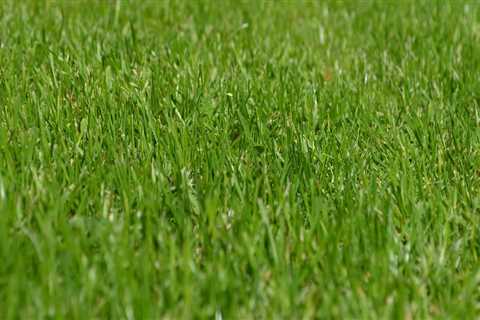 Enhance Your Lawn with Expert Aeration Services in Northern VA