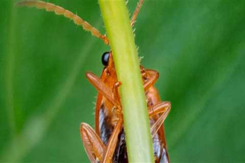 Maintain a Vibrant Lawn with Omega Pest Solutions