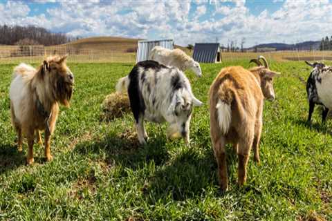 Understanding the Role of Animal Husbandry in Sustainable Agriculture