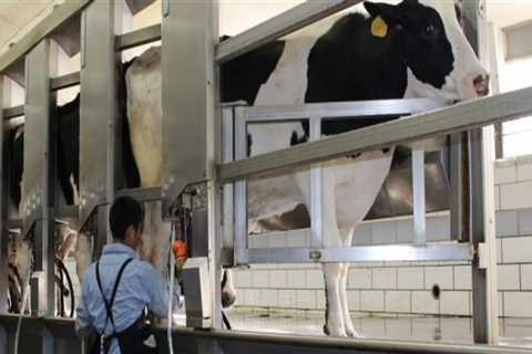 Understanding the Differences Between Organic and Conventional Dairy Farming