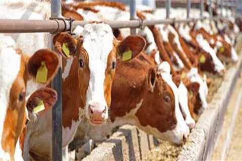 Effective Animal Husbandry Techniques for Disease Prevention
