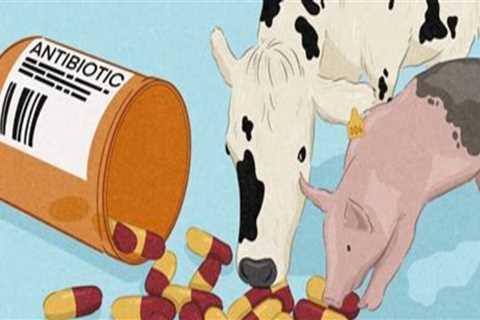 The Role of Antibiotics and Hormones in Modern Animal Husbandry Practices