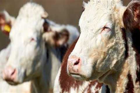The Impact of Climate Change on Animal Husbandry Practices