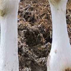 Essential Strategies for Preventing and Treating Musculoskeletal Problems in Livestock