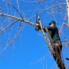 Emergency Tree Company in Portsmith: When Garden Maintenance Is Not Enough for Sudden Tree Hazards