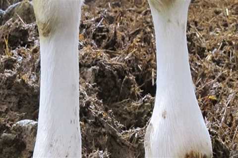 Essential Strategies for Preventing and Treating Musculoskeletal Problems in Livestock