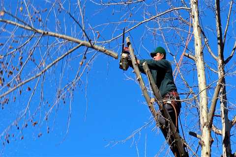 Emergency Tree Company in Portsmith: When Garden Maintenance Is Not Enough for Sudden Tree Hazards